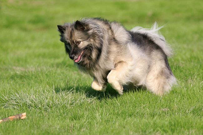 Играет Вольфшпиц.