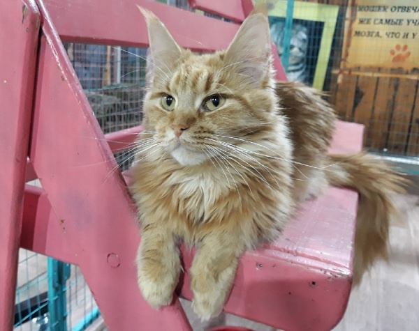 Никнеймы для Maine Coon