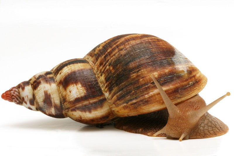 Achatina albopicta 