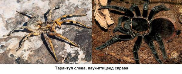 птицеед и птицеед