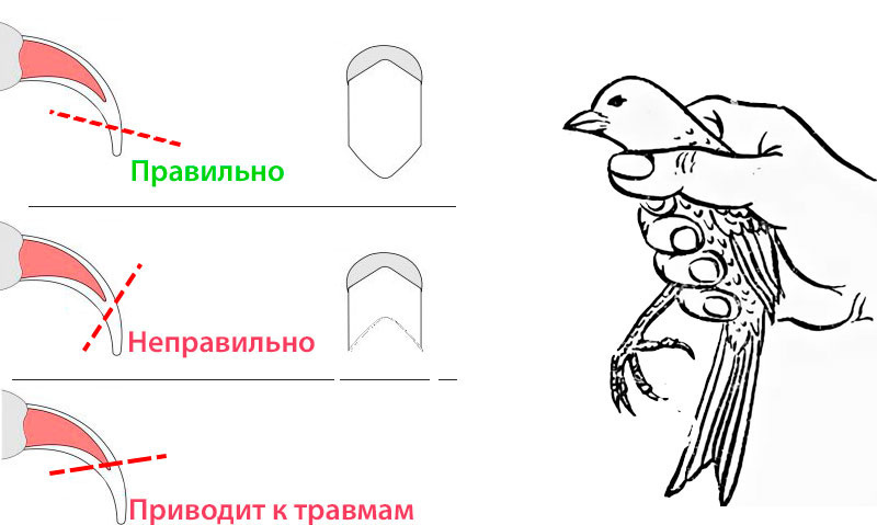 Как и когда подстричь когти попугаю