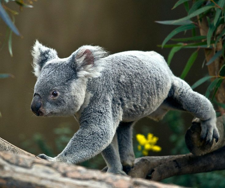 Коала