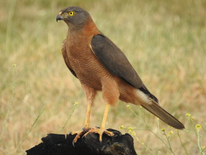Австралийский ястреб-тетеревятник (Accipiter fasciatus) фото. 