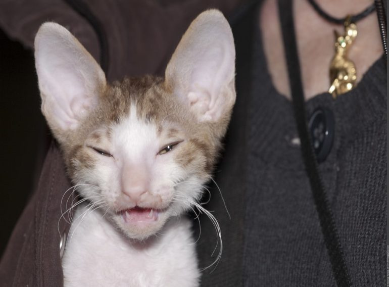Выбери котенка