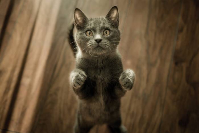 355+ французских имен для кошек и кошек