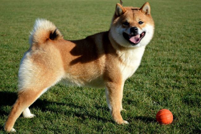 Характеристика японской собаки сиба.