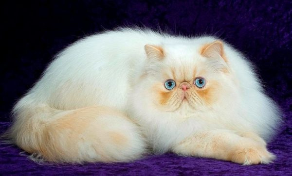 Персидский кот на фиолетовом бархате