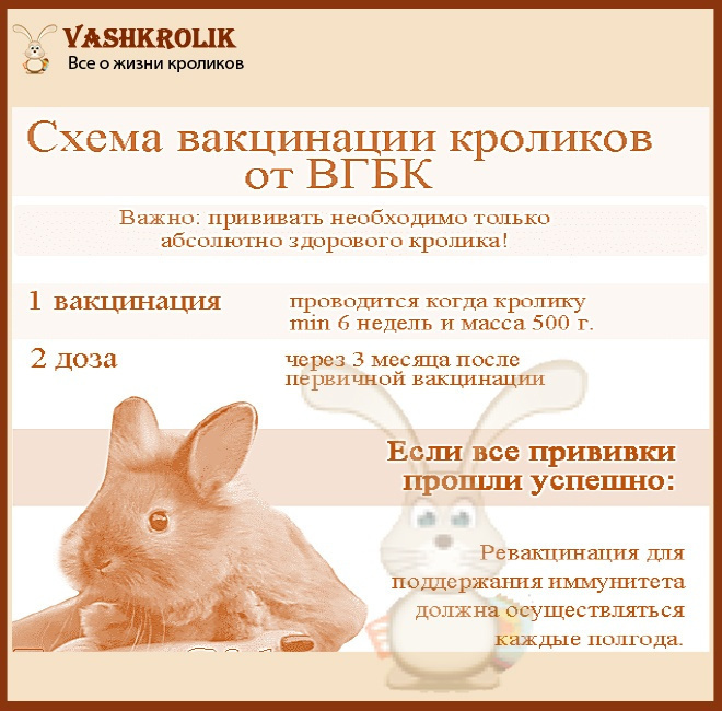 Когда делать прививку от вГБК