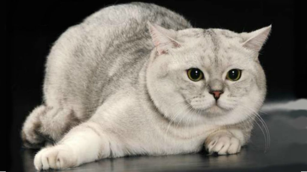 Шотландская прямоухая кошка