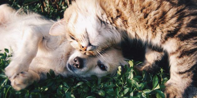 Сколько живут кошки: не позволяйте кошке гулять без присмотра