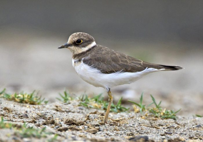 Маленький зуек (Charadrius dubius) фото