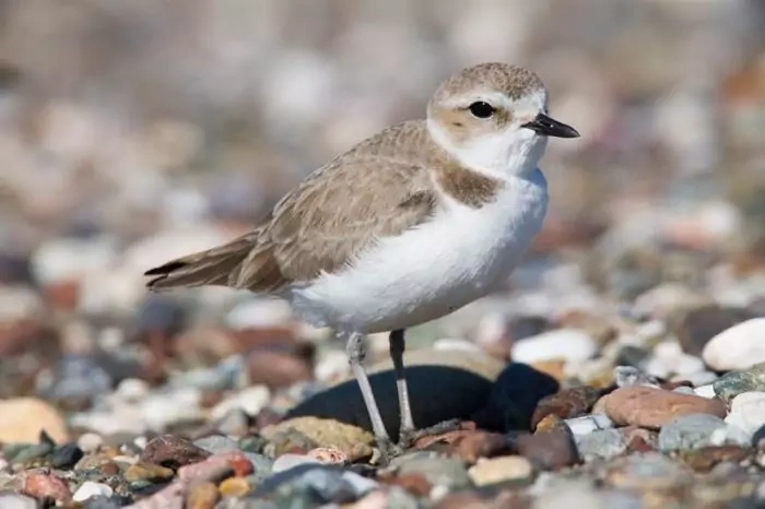 Морской зуек фото (Charadrius alexandrinus