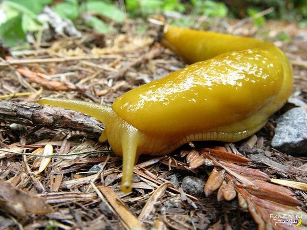 Slug3