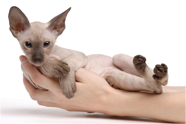 Фото Peterbald