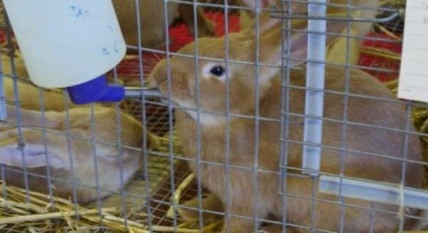 Поилки для кроликов могут иметь специальный дизайн и конструкцию 