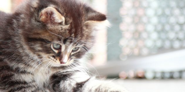 Сибирская кошка: котенок