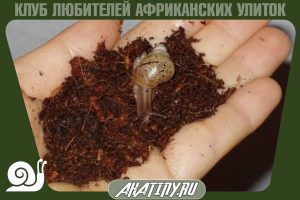 Как часто нужно менять субстрат в террариуме? 