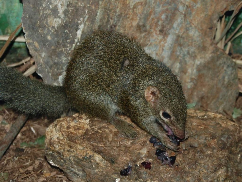 Тупая обыкновенная (Tupaia glis).