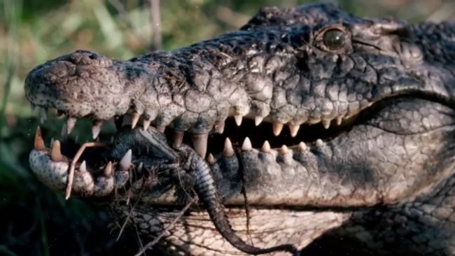 Враги ламантинов