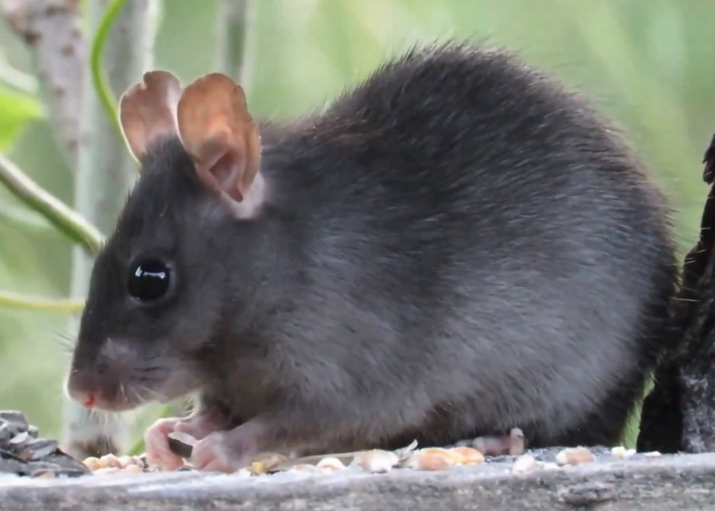 Черная крыса