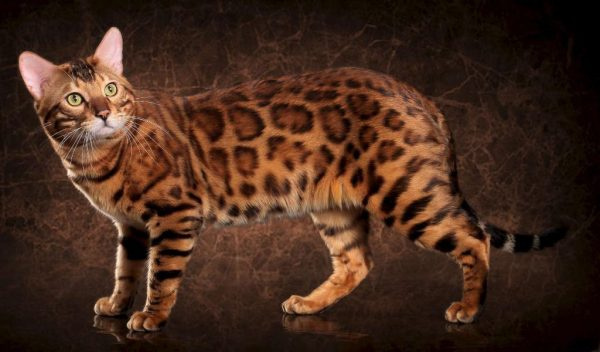 Бенгальская кошка на коричневом фоне