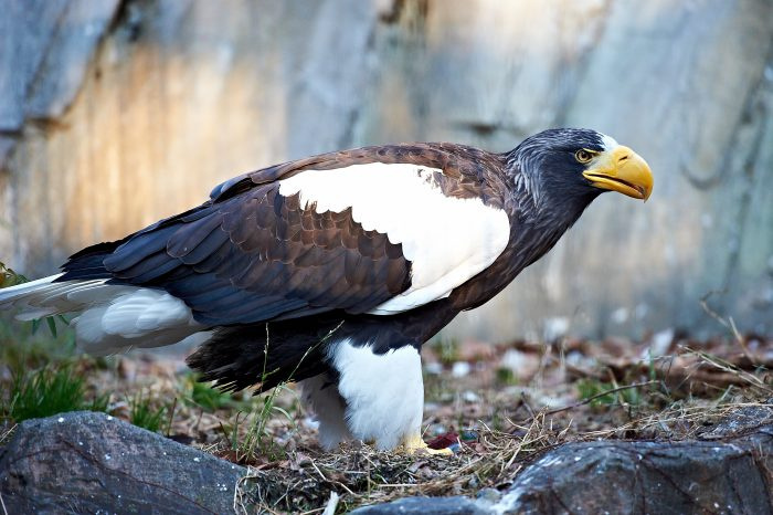 Белоперый орлан (Haliaeetus pelagicus) - фото
