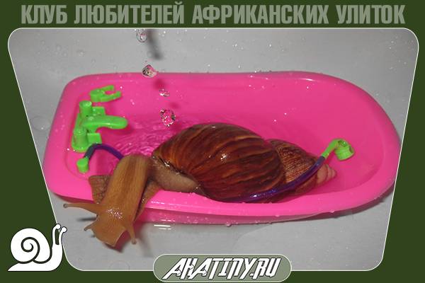 Как помыть африканскую улитку 