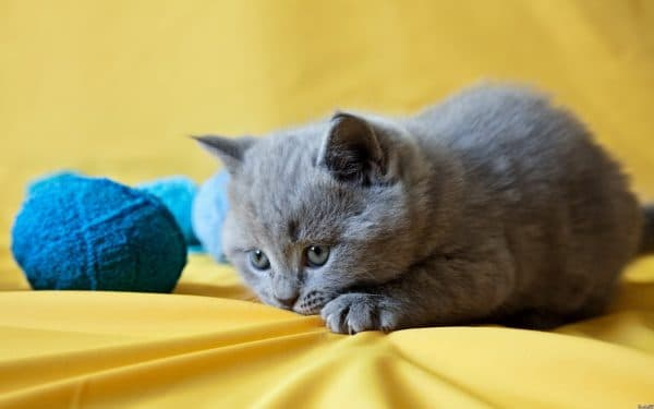 Древнерусские имена со значениями для кошек