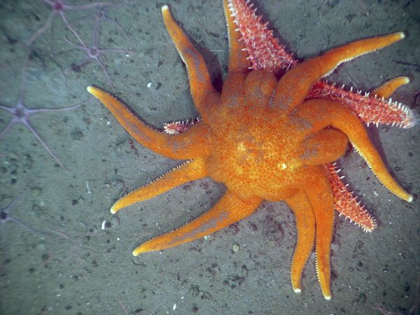 Неромантические отношения начинаются между морской звездой (Solaster dawsoni) и колючкой гиппастерией (Hippasteria spinosa)