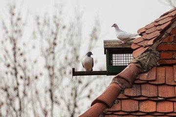 Клетки для голубей своими руками