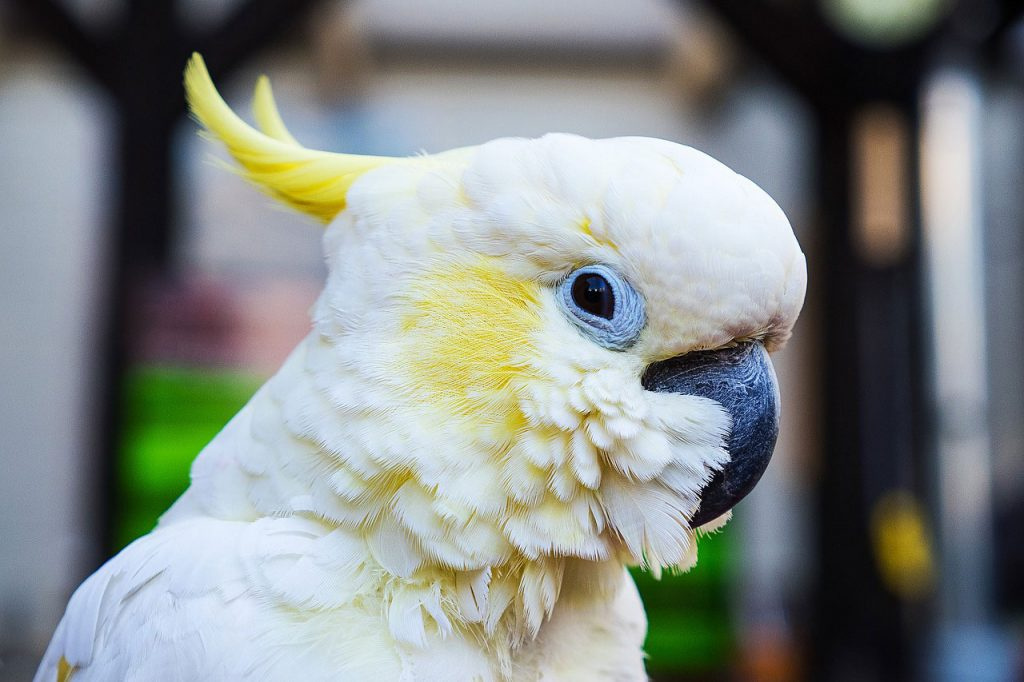 Какаду