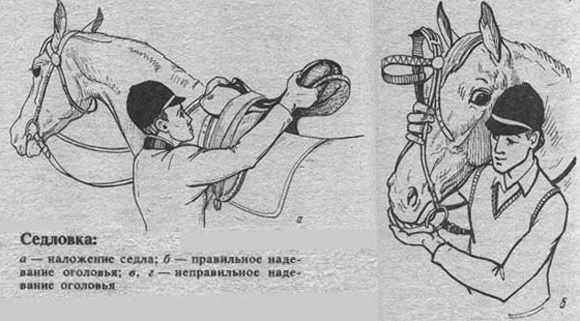 Оседлайте лошадь