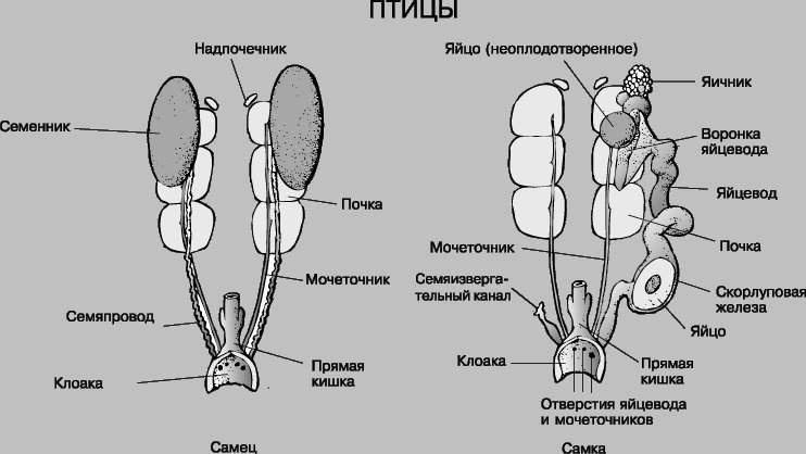 Репродуктивная система птиц.