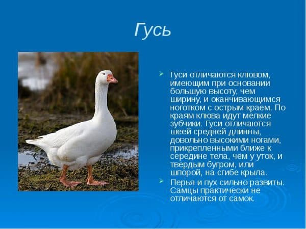 Птицеводство в России