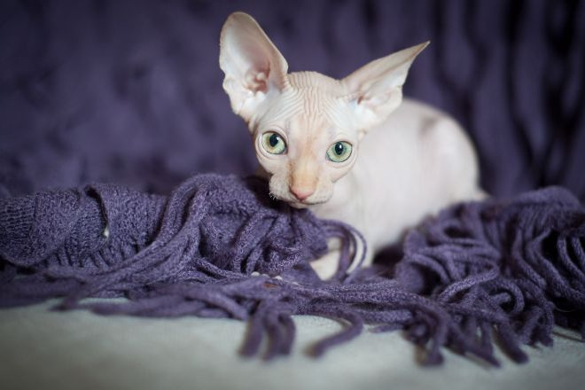 Котенок канадского сфинкса