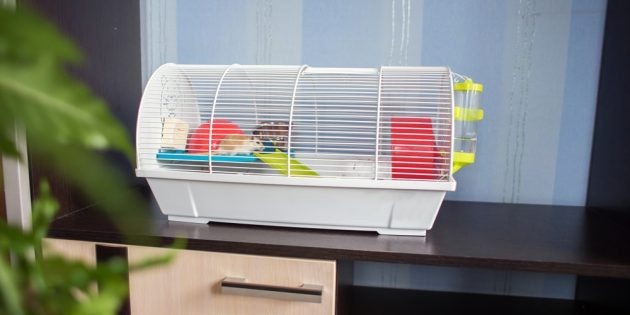 клетка необходима для содержания домашней мыши