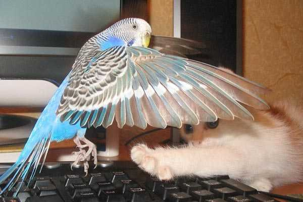 попугай играет с котенком 