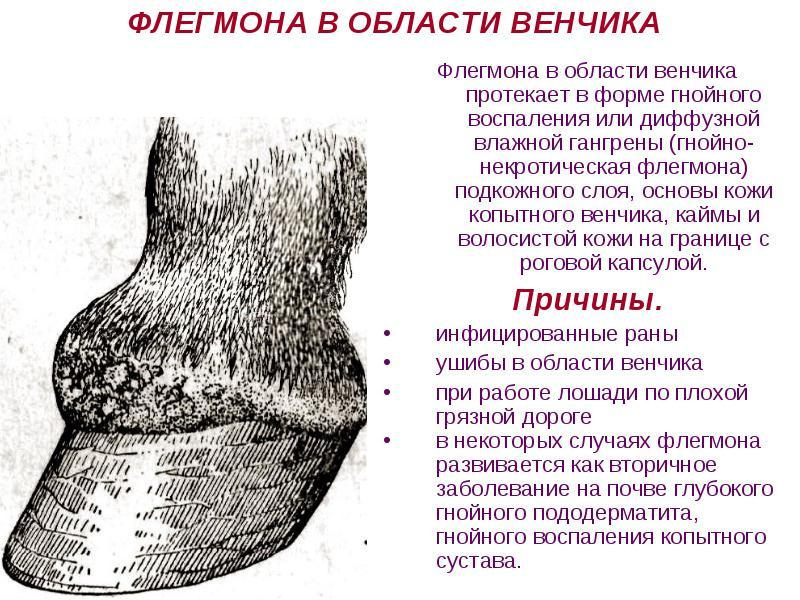 Флегмона копыта