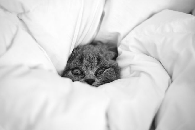 Котенок, завернутый в нижнее белье