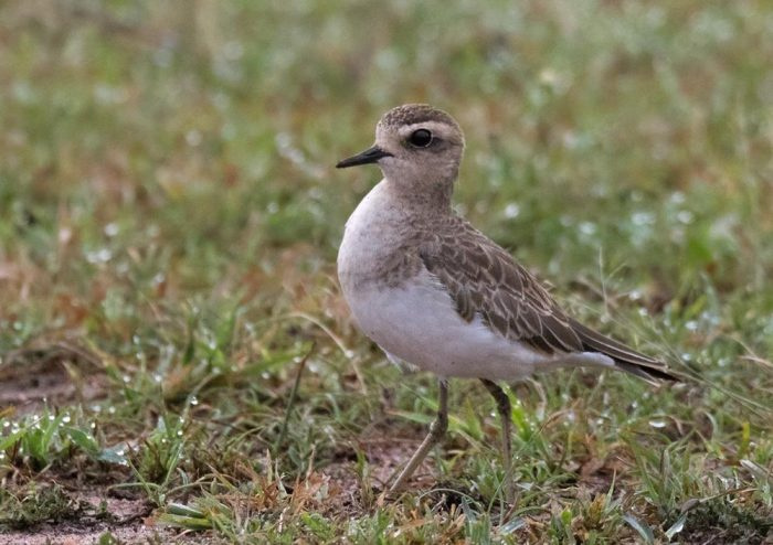 Фотография каспийского зуек (Charadrius asiaticus