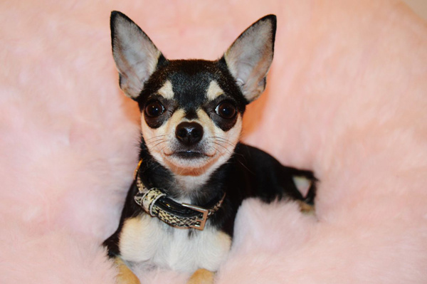 Отзывы о породе