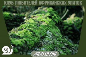 Лесной карьерный мох Длительные улицы 