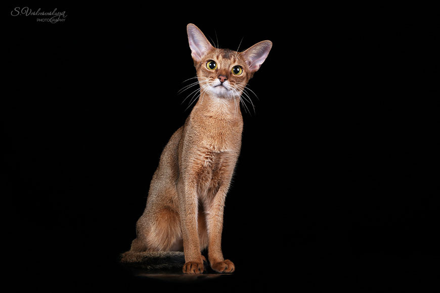 Домики для абиссинских кошек