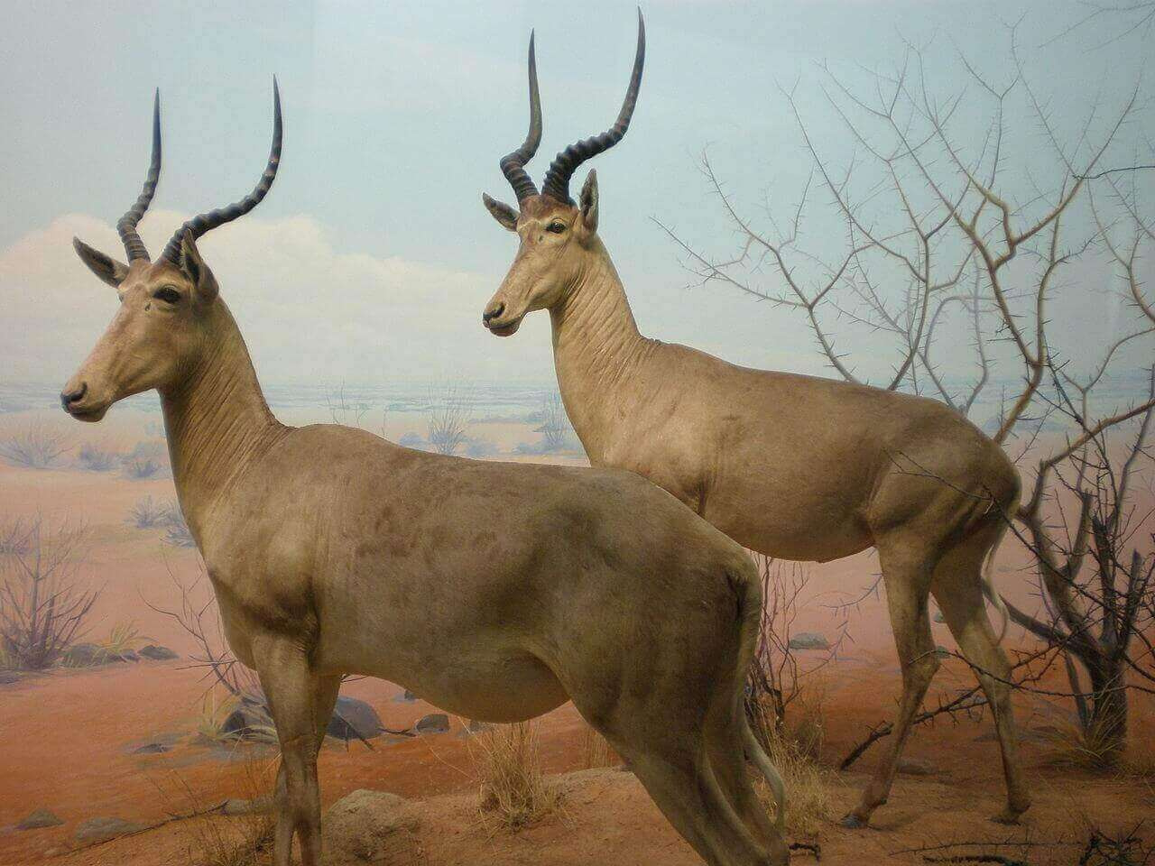 Бубал Охотник