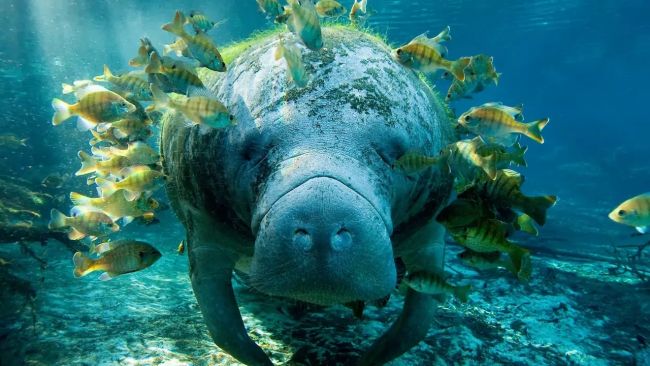 Ламантин животных