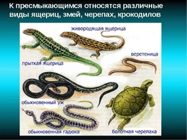 Ряд рептилий