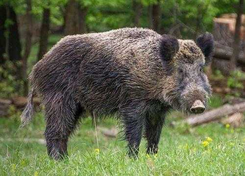 Животный мир Кавказа список