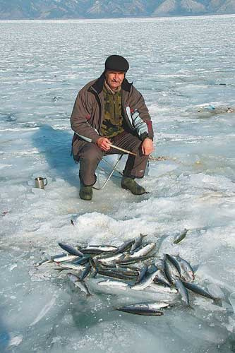 отлов омуля на Байкале