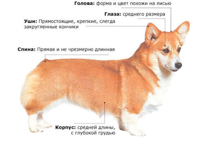 Стандарты породы