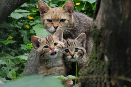 Дикая лесная кошка с котятами на природе